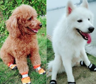 Two dogs wearing reflective winter boots